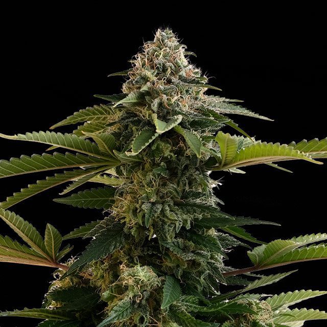 semilla de marihuana: Amnesia Dream XL Auto