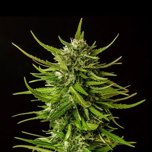 semilla de marihuana: Dosidos