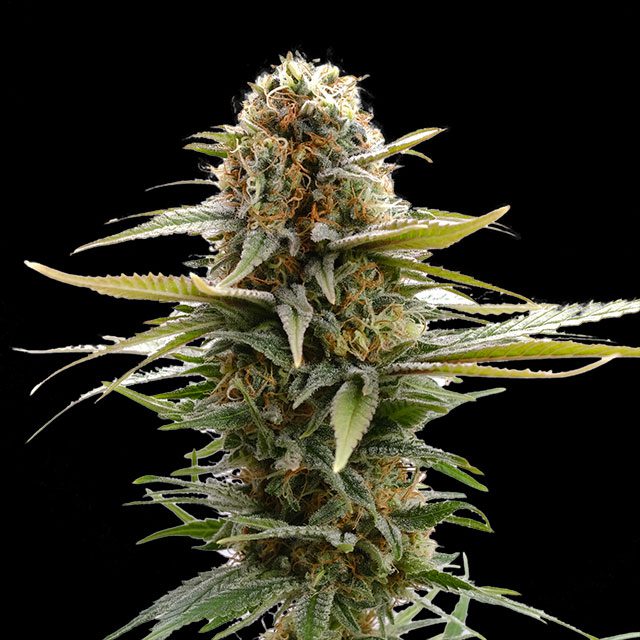 semilla de marihuana: GSC