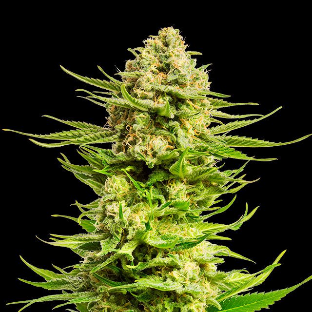 semilla de marihuana: Indica Cream