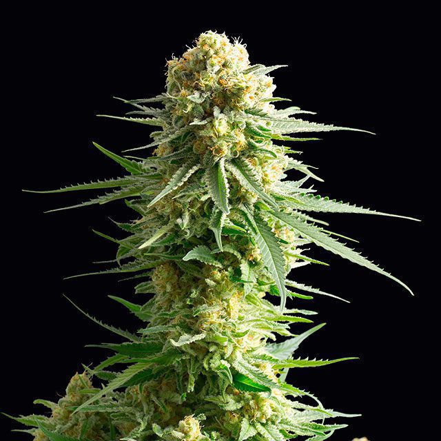 semilla de marihuana: Kritikal-K