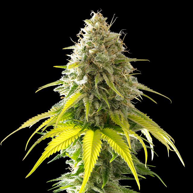 semilla de marihuana: Mataro Blue