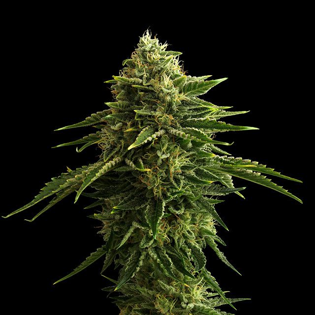 semilla de marihuana: Zkit Kandy Dream
