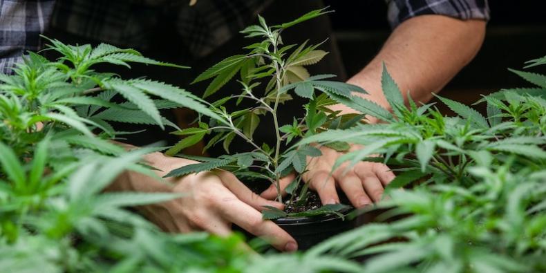 what-best-soil-grow-marijuana-pots