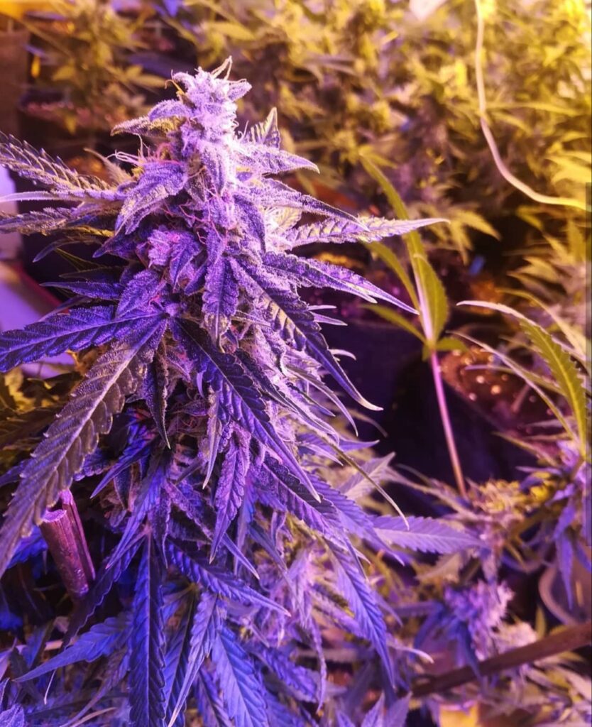 Image #1 from theloyalgrow