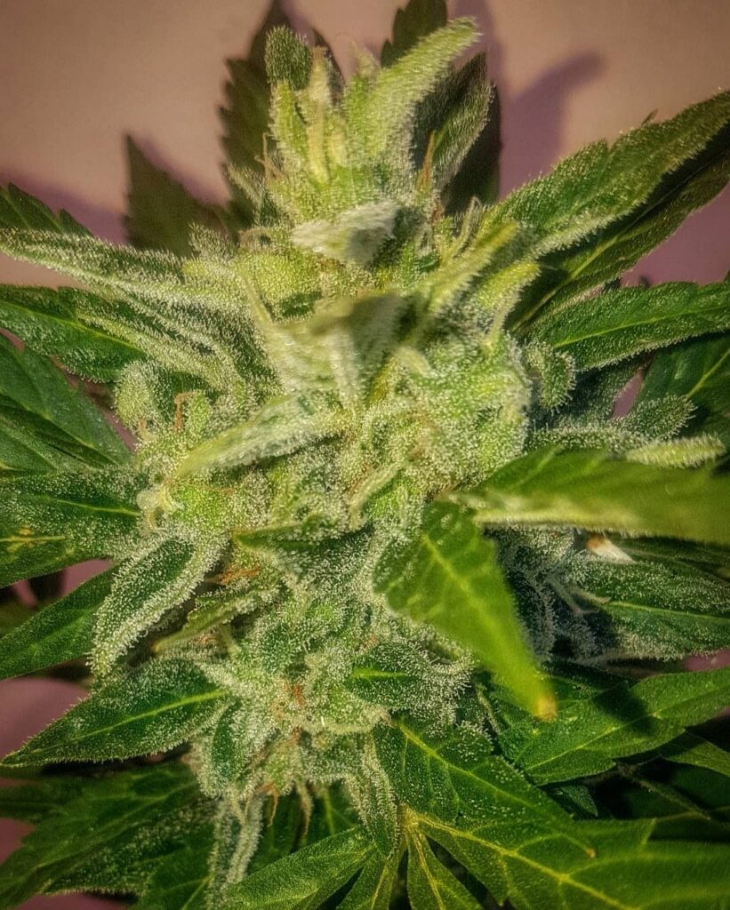 Image #11 from sophmmj