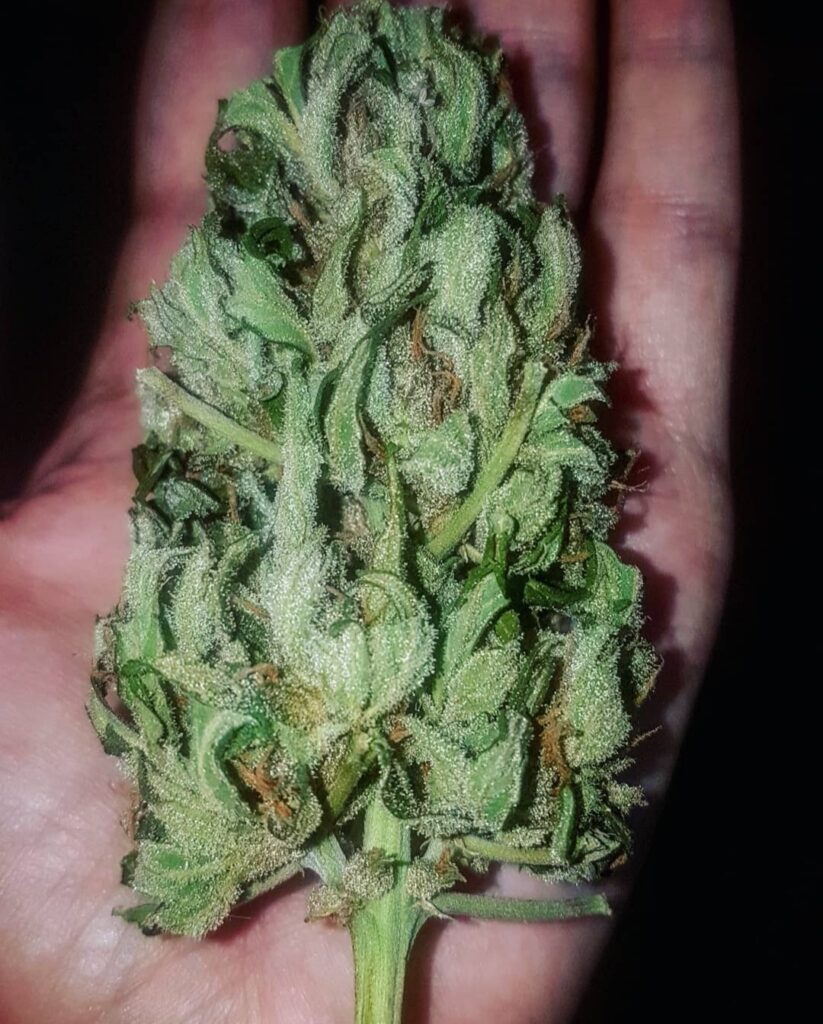 Image #3 from sophmmj