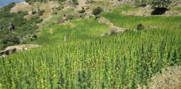 cannabis-grown-in-morocco