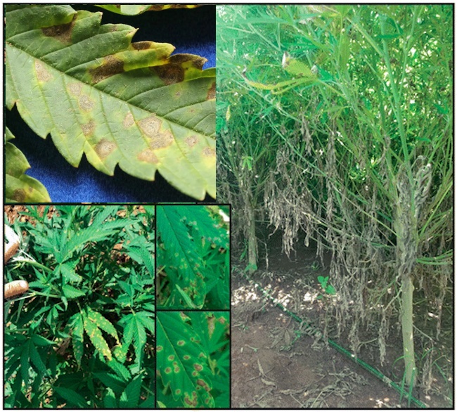 Cannabis plants affected by septoria