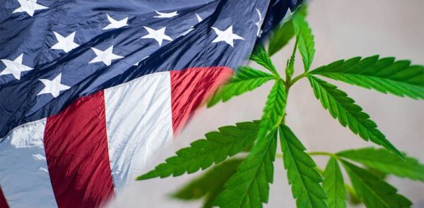 A cannabis plant with the US flag