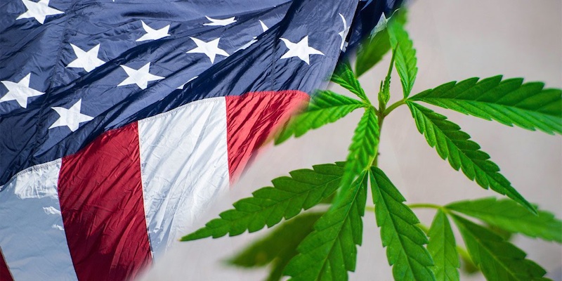 A cannabis plant with the US flag