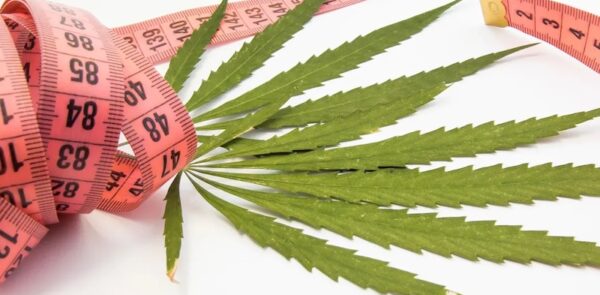cannabis leaf with a meter