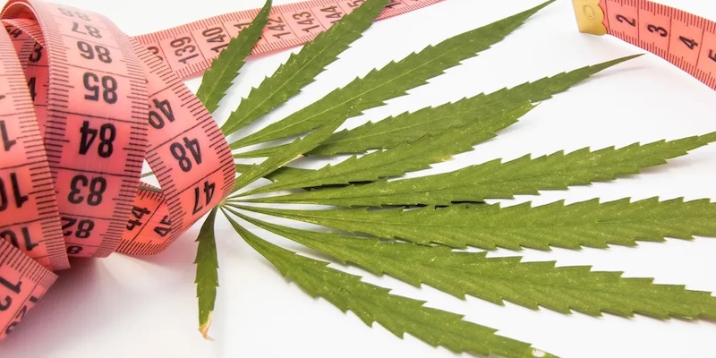 cannabis leaf with a meter