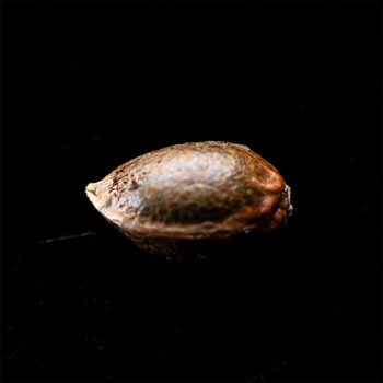 planta de marihuana: Candy Cream Go Fast