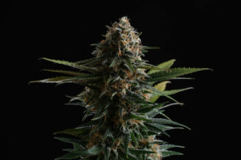 Candy Cream Go fast
