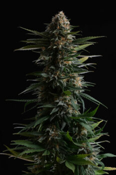 Candy Cream Go fast