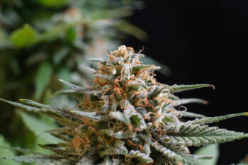 Candy Cream Go fast