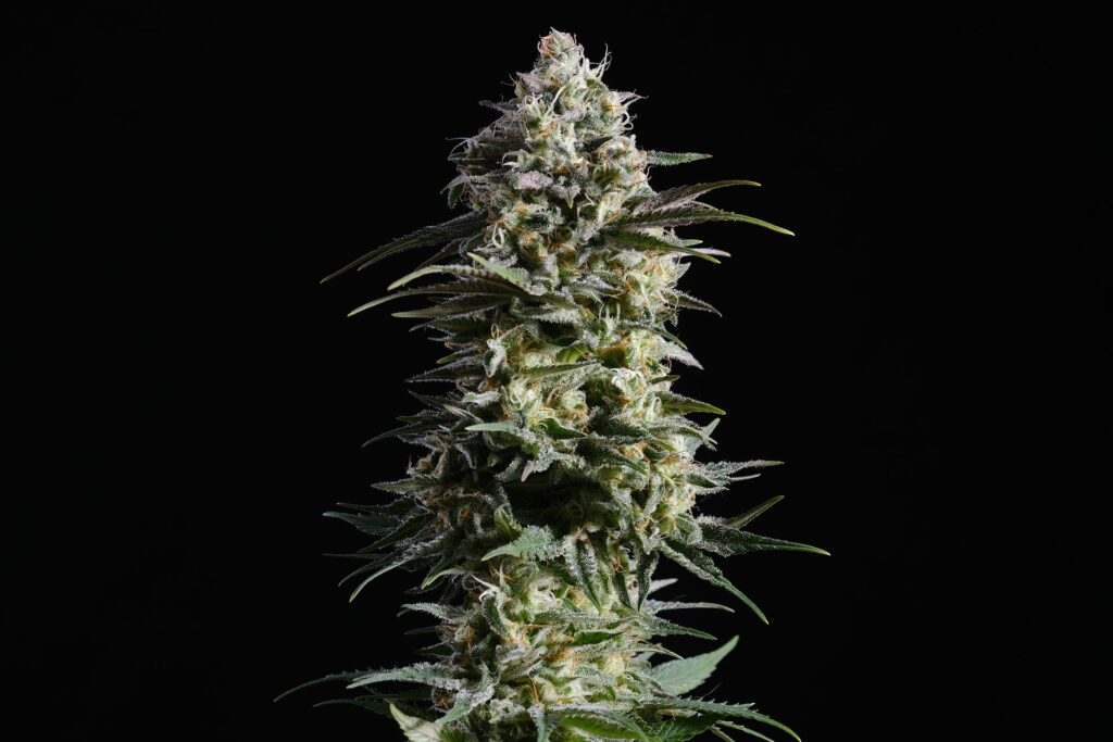 semilla de marihuana: Pure Skunk Go Fast