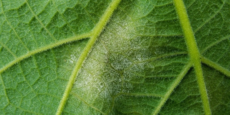 Downy mildew: a pathogen commonly found in cannabis