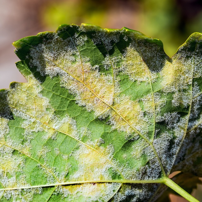 Downy mildew: a pathogen commonly found in cannabis