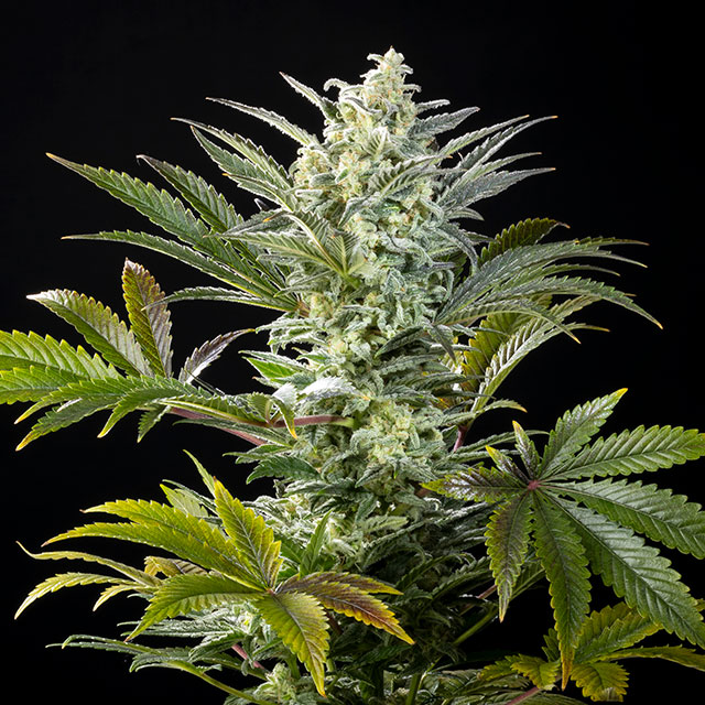 semilla de marihuana: Clementine Slush