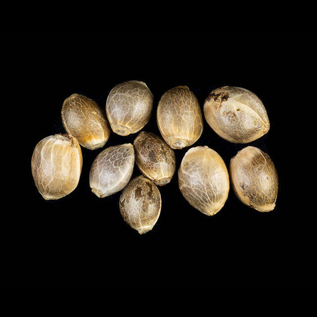 Pack 10 Seeds