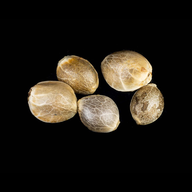 Pack 5 Seeds