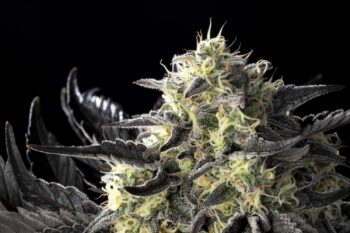Zoap Rosé, feminized plant