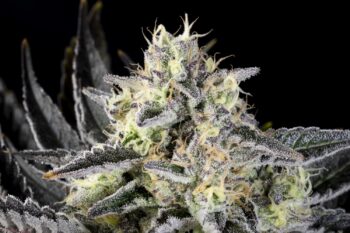Zoap Rosé, fem strain
