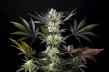 Zoap Rosé, fem cannabis strain