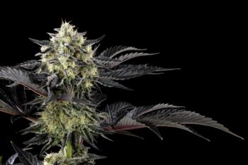 Zoap Rosé, feminized cannabis plant