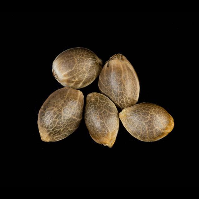 Pack 5 Seeds