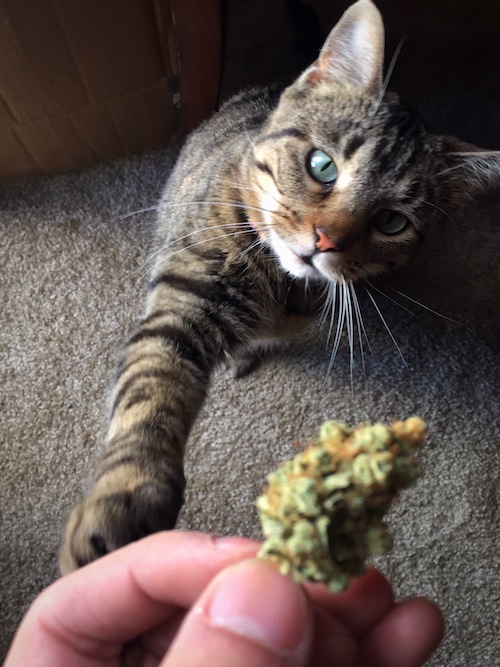 Use of Cannabis in Animal Treatment