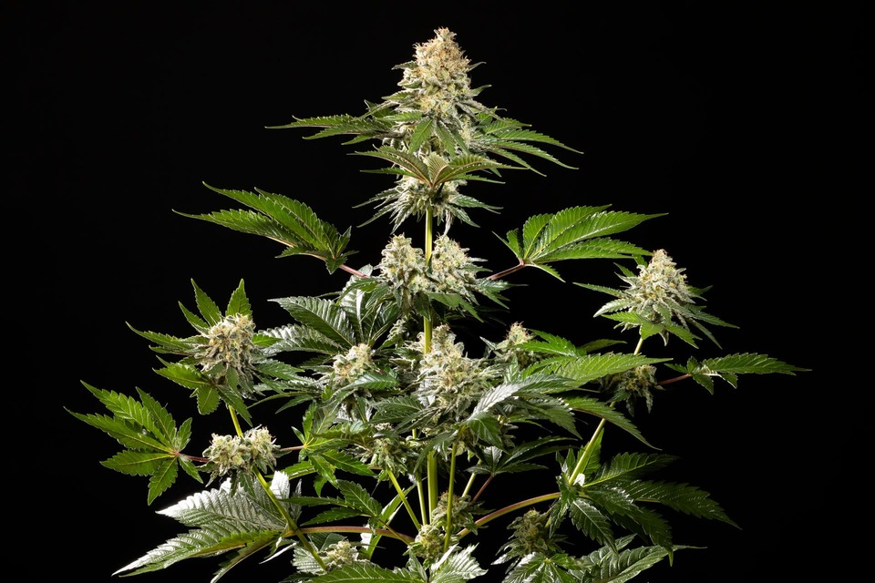 Sunset Sherbet Go Fast