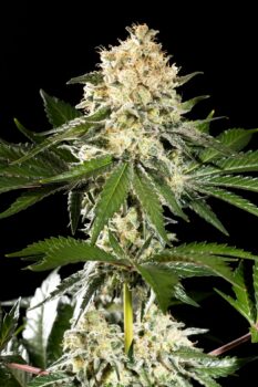 Sunset Sherbet Go Fast