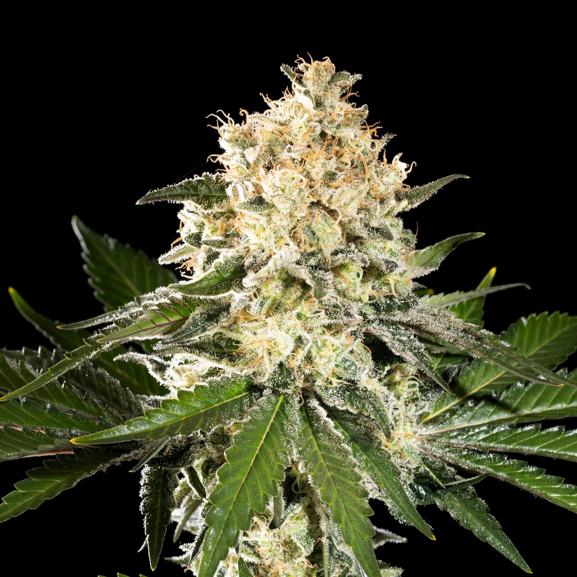 semilla de marihuana: Sunset Sherbet Go Fast