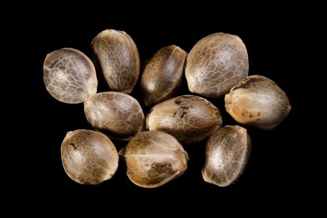 Pack 10 Seeds