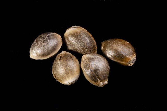 Pack 5 Seeds