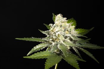 Sunset Sherbet Go Fast