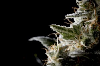 Sunset Sherbet Go Fast